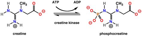 Creatine Phosphokinase .